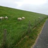 2505F 082 Pburg-Duemmer